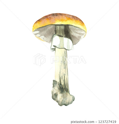 Mushroom with yellow cap and white stem, painted in watercolor and isolated on white background. Watercolor illustration. Suitable for printing on fabric, paper, for book design, food packaging. 123727419