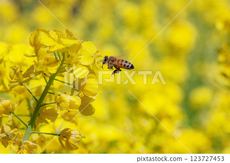 Bee harvesing to rape blossoms 123727453