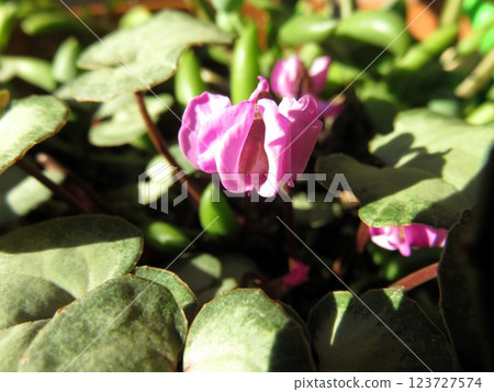 Cyclamen, original species, Koumu Cyclamen, original species, Koumu 123727574