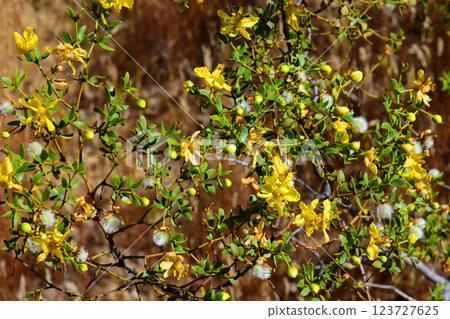 Central Sonora Desert Arizona Wildflowers 123727625