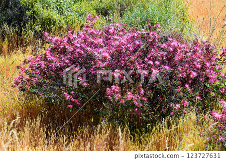 Central Sonora Desert Arizona Wildflowers 123727631