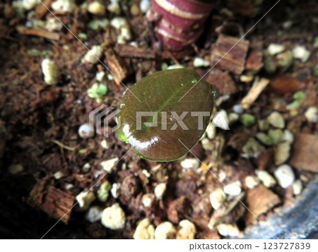 小小的 Cuprea 123727839