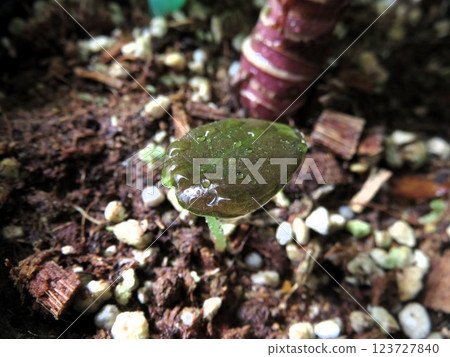 小小的 Cuprea 123727840