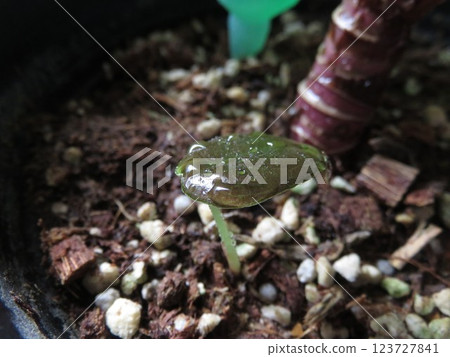 小小的 Cuprea 小小的 Cuprea 123727841