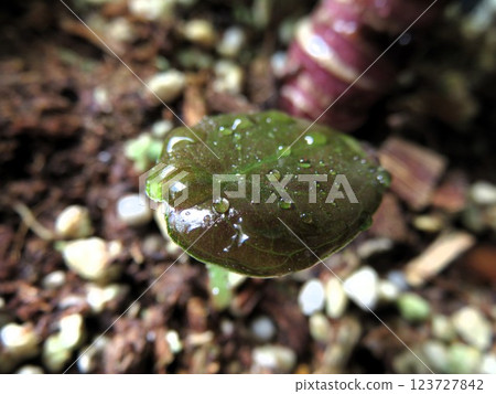 小小的 Cuprea 123727842