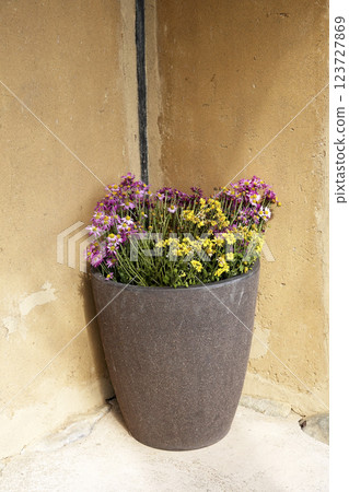 A potted plant arrangement at the entrance of a private home 123727869
