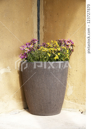 A potted plant arrangement at the entrance of a private home 123727870