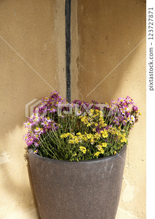 A potted plant arrangement at the entrance of a private home 123727871