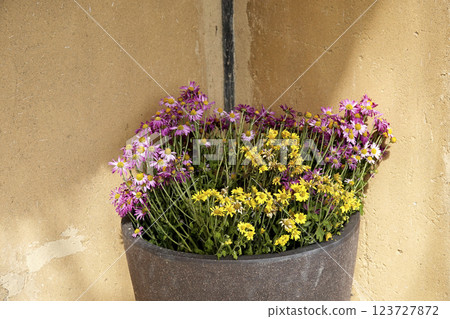 A potted plant arrangement at the entrance of a private home 123727872