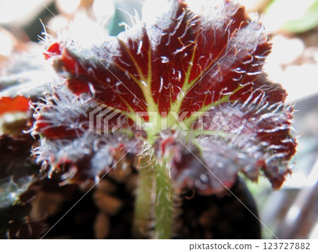 秋海棠帕洛瑪王子 123727882