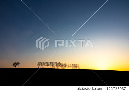 A view of felled birch trees near sunset in Biei, Hokkaido 123728087