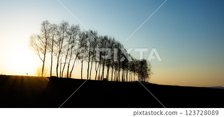 A view of felled birch trees near sunset in Biei, Hokkaido A view of felled birch trees near sunset in Biei, Hokkaido 123728089