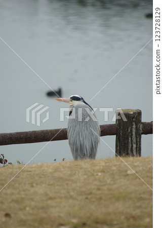 湖邊休息的蒼鷺 123728129