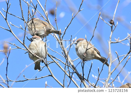 Sparrow perched on a tree 123728156