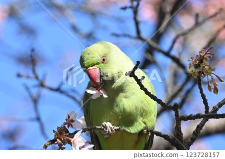 A blue-ringed parakeet sucking nectar from a cherry blossom 123728157