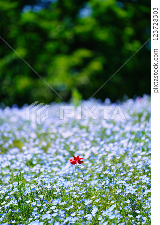 藍色粉蝶花和罌粟花在春風中搖曳：夢幻般的花田美景 123728303