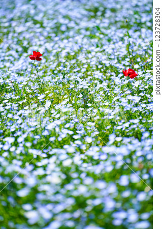 藍色粉蝶花和罌粟花在春風中搖曳：夢幻般的花田美景 123728304