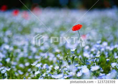 Blue nemophila and poppies swaying in the spring breeze: A spectacular view of a fantastical flower field 123728309