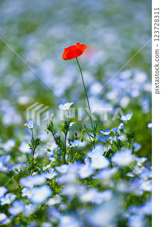 Blue nemophila and poppies swaying in the spring breeze: A spectacular view of a fantastical flower field Blue nemophila and poppies swaying in the spring breeze: A spectacular view of a fantastical flower field 123728311