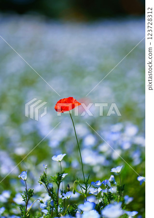 藍色粉蝶花和罌粟花在春風中搖曳:夢幻般的花田美景 藍色粉蝶花和罌粟花在春風中搖曳:夢幻般的花田美景 123728312