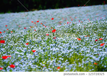 藍色粉蝶花和罌粟花在春風中搖曳：夢幻般的花田美景 123728325