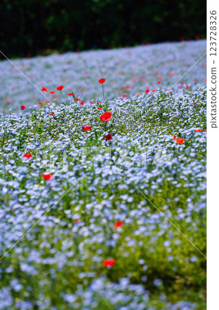藍色粉蝶花和罌粟花在春風中搖曳：夢幻般的花田美景 123728326