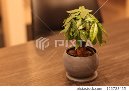 Foliage plant Foliage plant 123728435