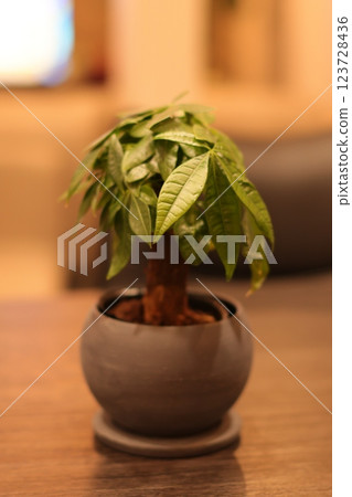 Foliage plant Foliage plant 123728436