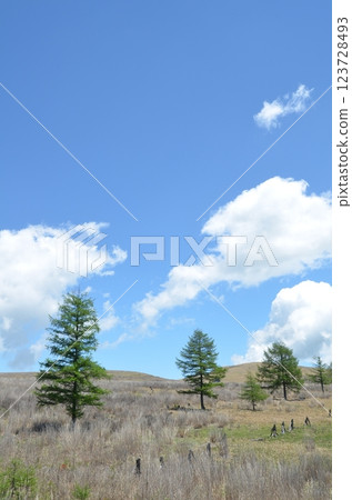 Raised bog, Kirigamine plateau, Nagano prefecture Raised bog, Kirigamine plateau, Nagano prefecture 123728493