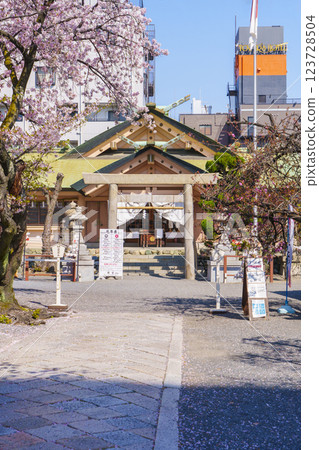 Sakuranomiya Shrine (Sakuranomiya) in the season when the cherry blossoms are in full bloom --Nakano-cho, Miyakojima-ku, Osaka-shi, Osaka-- Sakuranomiya Shrine (Sakuranomiya) in the season when the cherry blossoms are in full bloom --Nakano-cho, Miyakojima-ku, Osaka-shi, Osaka-- 123728504