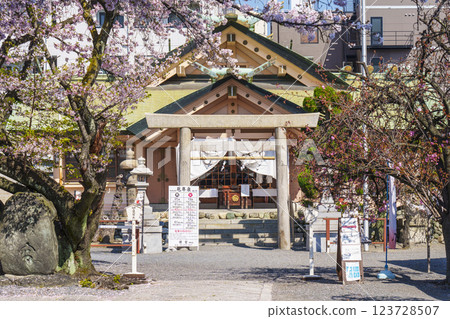 Sakuranomiya Shrine (Sakuranomiya) in the season when the cherry blossoms are in full bloom --Nakano-cho, Miyakojima-ku, Osaka-shi, Osaka-- Sakuranomiya Shrine (Sakuranomiya) in the season when the cherry blossoms are in full bloom --Nakano-cho, Miyakojima-ku, Osaka-shi, Osaka-- 123728507