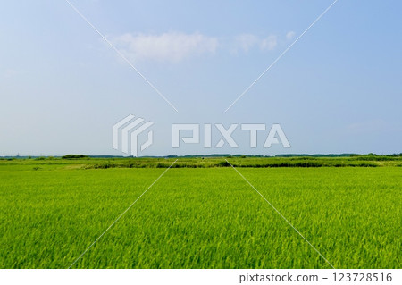 Aomori Prefectural Route 10: A view of fields stretching along the road in Rokunohe Town, Kitakami District, Aomori Prefecture 123728516