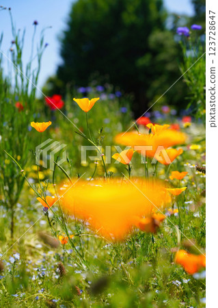 Poppy fields swaying in the spring breeze: vibrant orange colors 123728647