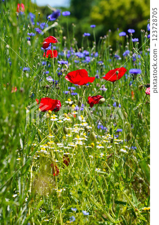 Beautifully blooming flowers: A scene that signals the arrival of spring 123728705