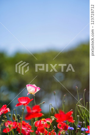 Beautifully blooming flowers: A scene that signals the arrival of spring Beautifully blooming flowers: A scene that signals the arrival of spring 123728712