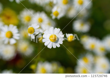 Chamomile wrapped in soft light: a photo that evokes the refreshing arrival of spring 123728746