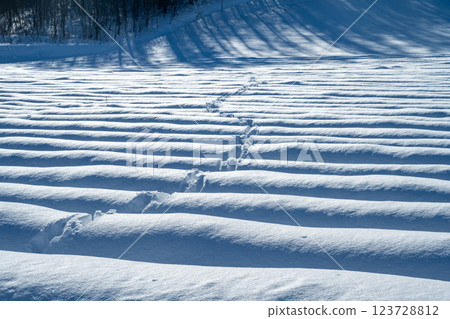 北海道的冬天:美瑛與富良野 北海道的冬天:美瑛與富良野 123728812