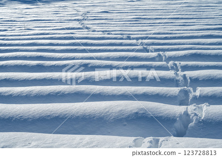 北海道的冬天:美瑛與富良野 北海道的冬天:美瑛與富良野 123728813