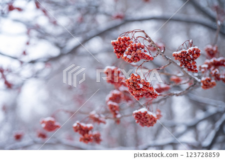 北海道的冬天:美瑛與富良野 北海道的冬天:美瑛與富良野 123728859