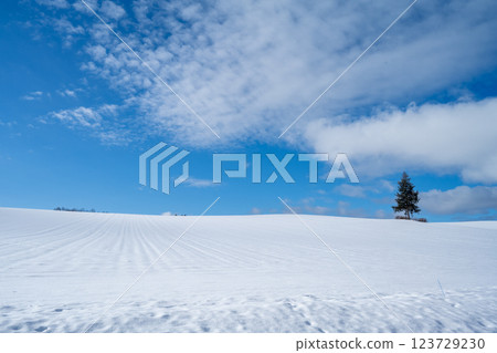 Winter in Hokkaido: Furano and Biei 123729230