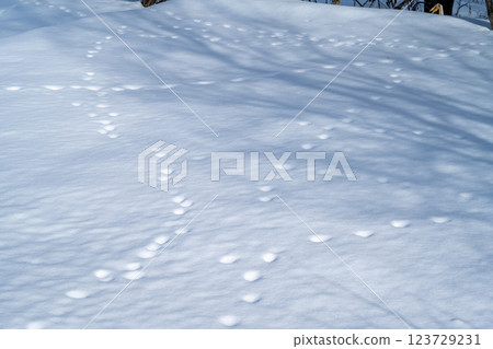 Winter in Hokkaido: Furano and Biei 123729231