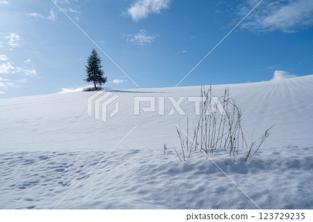 Winter in Hokkaido: Furano and Biei 123729235