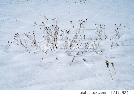 Winter in Hokkaido: Furano and Biei Winter in Hokkaido: Furano and Biei 123729241