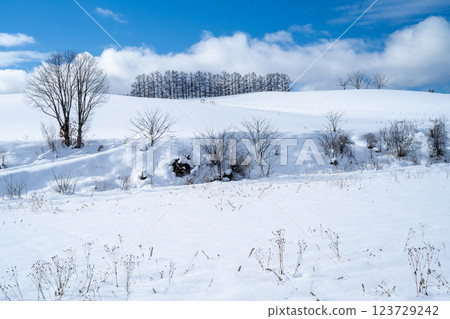 Winter in Hokkaido: Furano and Biei Winter in Hokkaido: Furano and Biei 123729242