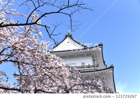 小田原城堡櫻花 小田原城堡櫻花 123729267