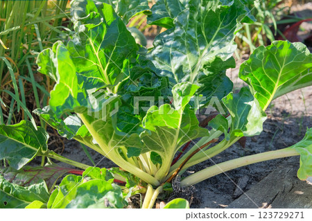 Leaves of Mangold in farming. Beet growing in vegetable garden.  Beetroot. Growing plants at cottage garden. Sunny. 123729271
