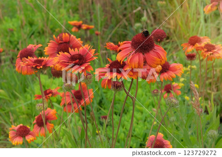 Gaillardia is cultivated as an ornamental plant. Orange flower in meadow. Plant of Aster family. Sunny day. Gaillardia is cultivated as an ornamental plant. Orange flower in meadow. Plant of Aster family. Sunny day. 123729272