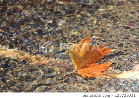 Orange leaves floating in water Orange leaves floating in water 123729331