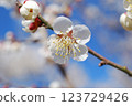 white plum blossom 123729426