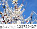 White plum shining in the blue sky 123729427